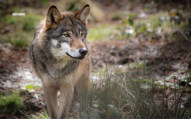 lupa con cuccioli disturbata per una foto il parco insorge subito