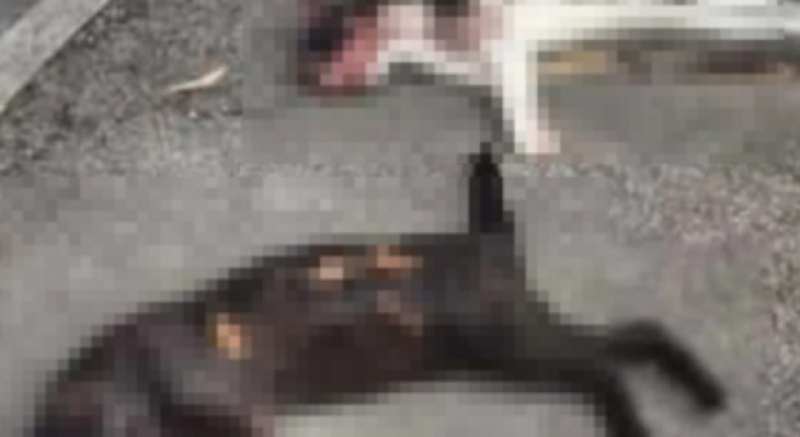 Brutale omicidio di gatti: indagini in corso e spunta la taglia