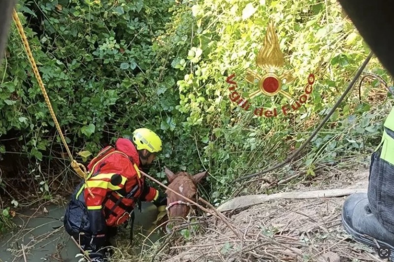 Drammatico Salvataggio: Cavallo Intrappolato in Fossato Recuperato dai Vigili del Fuoco Drammatico Salvataggio: Cavallo Intrappolato in Fossato Recuperato dai Vigili del Fuoco