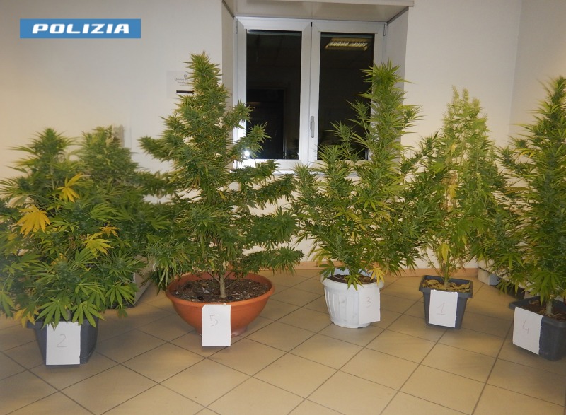 l8217aquila terrazzo trasformato in serra di marijuana arrestato giovane spacciatore