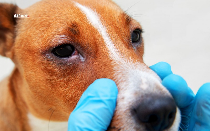 Orrore a Nocciano: 15 cani prigionieri nella sporcizia, denunciato allevatore