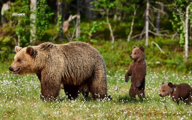 orsa con tre cuccioli fa visita a palombaro emergenza silenziosa in montagna da Abruzzo24ore.tv orsa con tre cuccioli fa visita a palombaro emergenza silenziosa in montagna