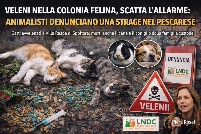 veleni nella colonia felina scatta l8217allarme animalisti denunciano una strage nel pescarese