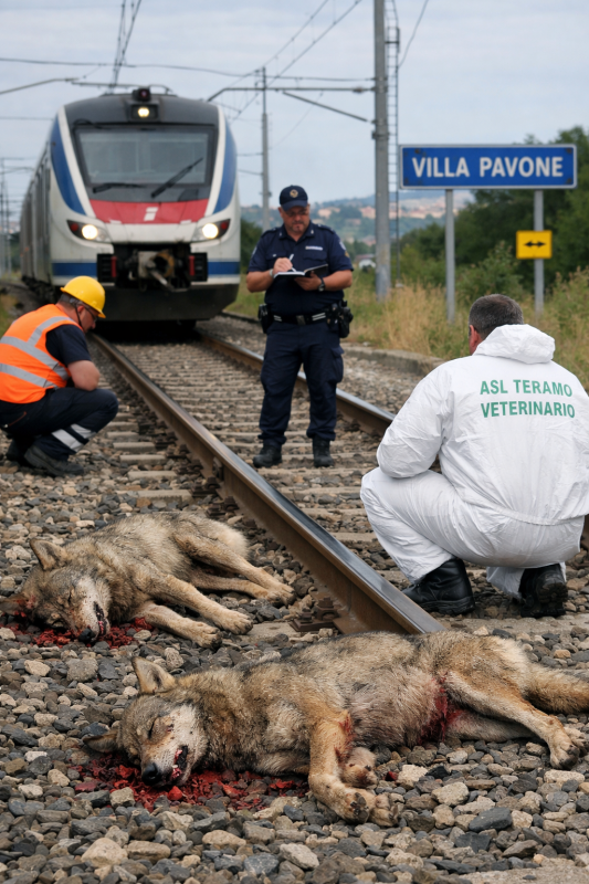 tragedia sui binari due lupi travolti dal treno shock in abruzzo