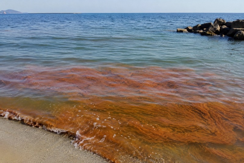 mare rosso sulla costa abruzzese spunta la mucillagine scattano subito controlli da Abruzzo24ore.tv mare rosso sulla costa abruzzese spunta la mucillagine scattano subito controlli