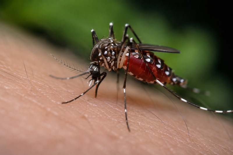 west nile a chieti donna grave il contagio 232 avvenuto in abruzzo