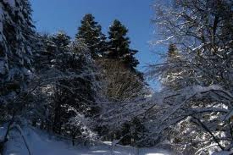 Riserva Abetina di Rossello Aree Protette Chieti Abruzzo24ore