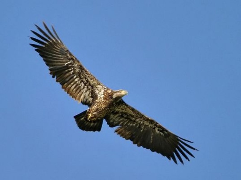 Aquila d1. Сизый Орел. Многообразие птиц.