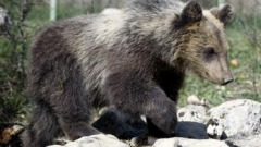 visita veterinaria prima rilascio orsa morena