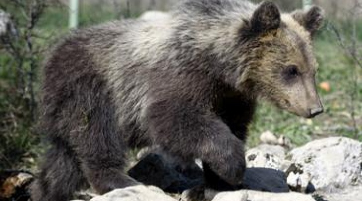visita veterinaria prima rilascio orsa morena